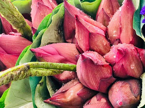 Bỏ tiền thật nhưng mua phải hoa sen giả, khách hàng tự rước cục tức vào mình