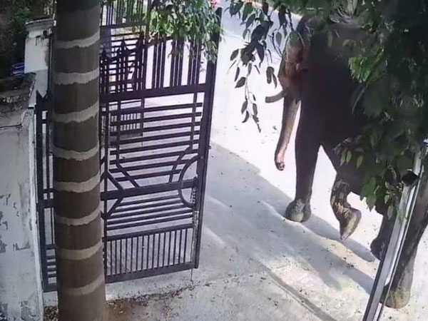 Voi nhà quật chết người
