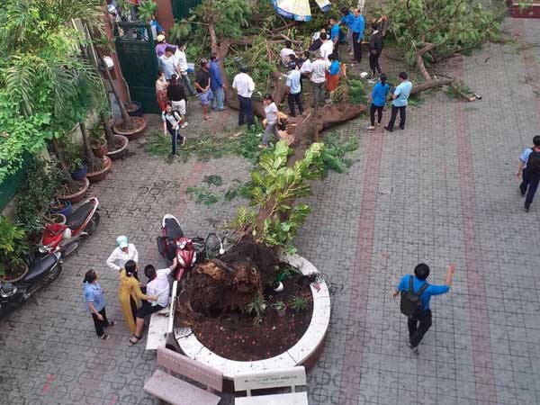 Công ty cây xanh phủ nhận trách nhiệm vụ cây đổ đè học sinh tử vong