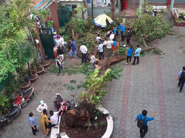 Nhân chứng vụ cây đổ khiến nhiều học sinh thương vong: 'Nghe tiếng cây đổ 'rầm' rất to, sau đó có nhiều cháu học sinh kêu la thảm thiết