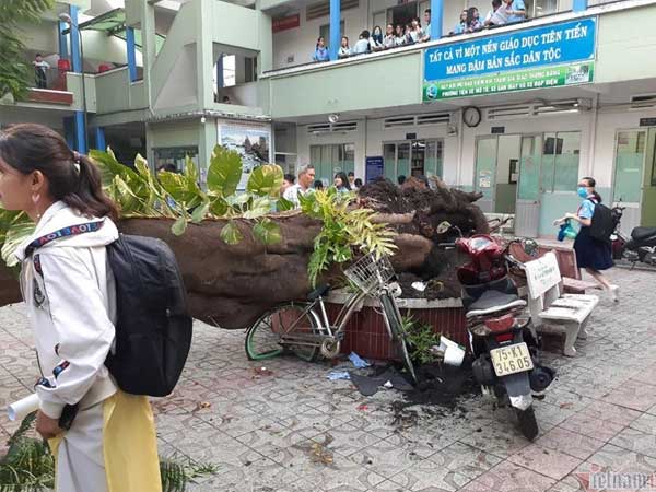 Họp báo vụ cây đổ ở TP HCM: 18 học sinh thương vong, thầy hiệu trưởng nhận trách nhiệm chính về vụ việc