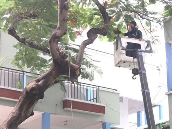 Đốn hạ cây phượng còn lại ở trường THCS Bạch Đằng, học sinh đi học trở lại bình thường