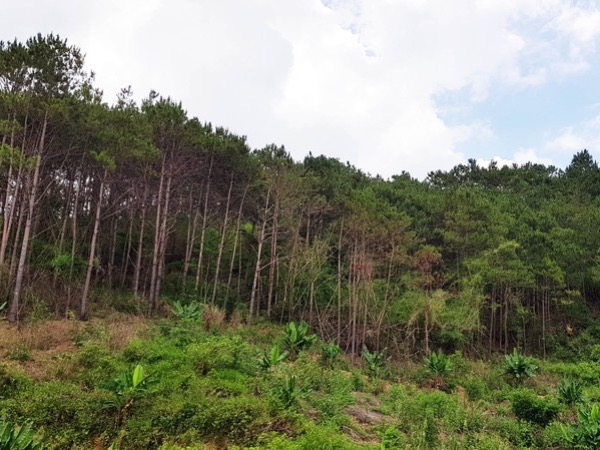 Nghi án thanh niên tử vong do bị bạn đi săn bắn trúng đầu