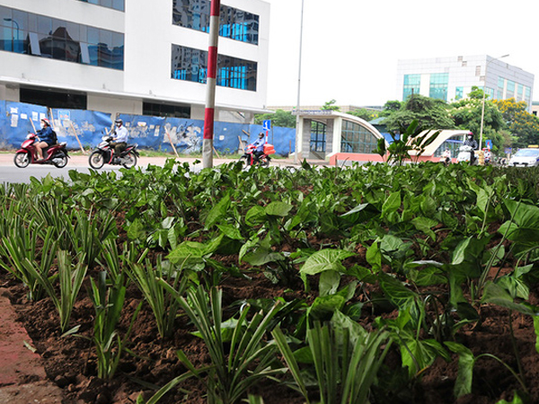 Hơn 1 năm 'hoang phế', dải phân cách trục vành đai 3 Hà Nội đã được phủ cây xanh