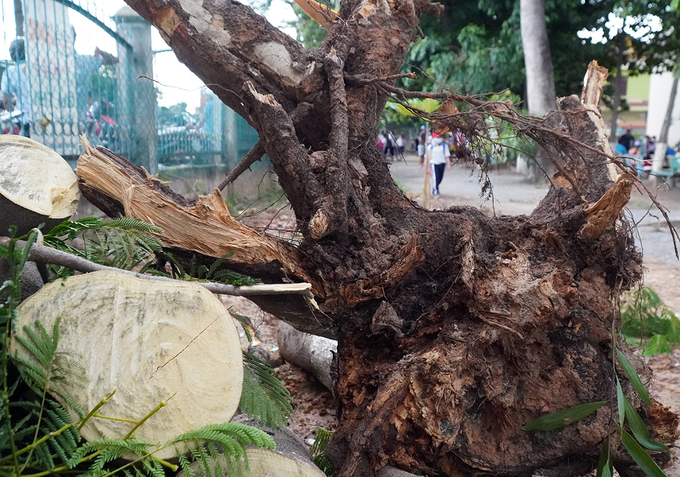 Cây phượng 15 năm tuổi bật gốc trong sân trường