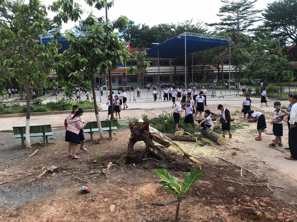 Bình Dương: Cây phượng trong sân trường bật gốc, ngã đổ ngay sau khi học sinh ra về