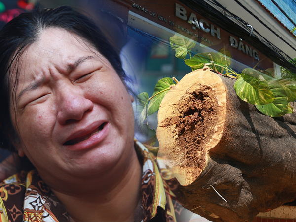 Toàn cảnh vụ cây phượng bật gốc, đè 13 học sinh thương vong trong 5 giây ở sân trường