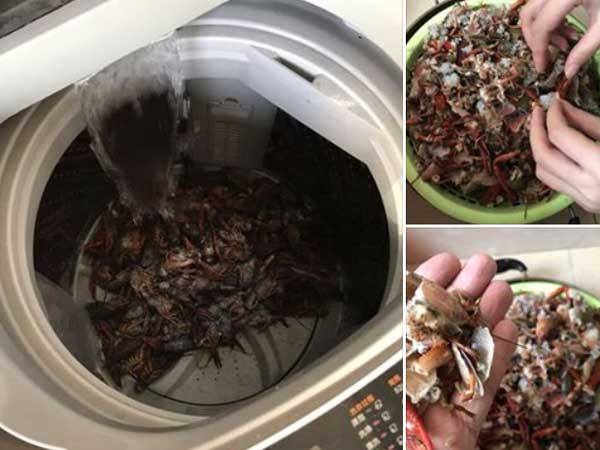 Học mót trên mạng cách làm sạch tôm bằng máy giặt, cặp vợ chồng lười mếu máo nhận cái kết 'cực đắng'