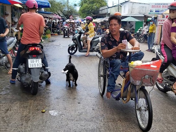Chú chó ngậm vé số theo chủ tật nguyền mưu sinh ở Phú Quốc ‘đốn tim’ dân mạng