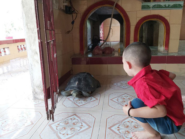 'Kỳ lạ' cụ rùa hơn trăm tuổi ở miền Tây biết... nghe kinh, ăn chay và giữ cửa