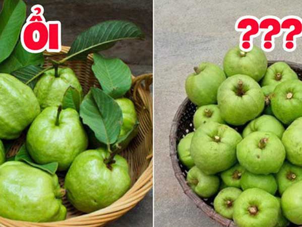 Tưởng là ổi nhưng hoá ra loại trái cây này đã khiến biết bao người nhầm lẫn, còn được xem là 'cụ tổ' của các loại quả chua
