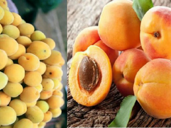 4 loại thực phẩm đầu bảng có thể giúp giảm nguy cơ mắc ung thư, ai cũng nên ăn mỗi ngày