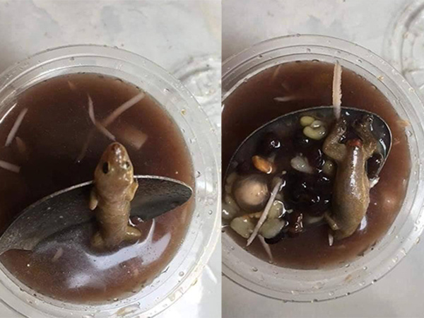 Cô gái choáng váng khi đang ăn chè thì vớt được con thạch sùng đứt đuôi!