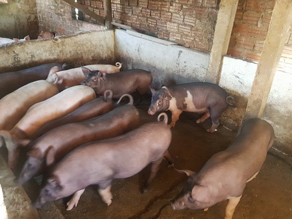 Giá lợn giống khoảng 4 kg có giá gần 2 triệu đồng, nông dân khó tái đàn