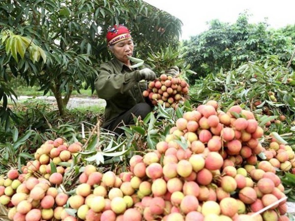 309 thương nhân vào Việt Nam mua vải thiều sẽ được kiểm soát COVID-19 thế nào?