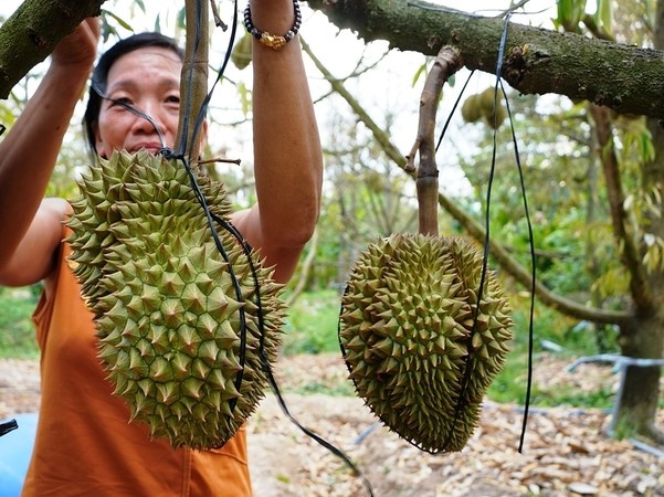 Trung Quốc giảm mạnh nhập rau quả Việt