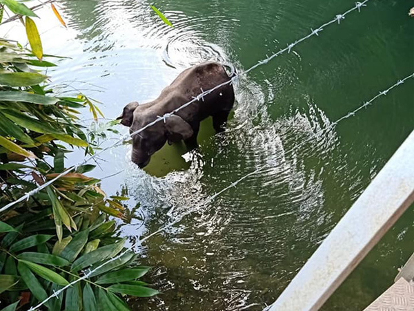 Ăn nhầm trái dứa bị dân làng nhét thuốc nổ bên trong, voi mẹ mang thai chết đứng tức tưởi dưới sông