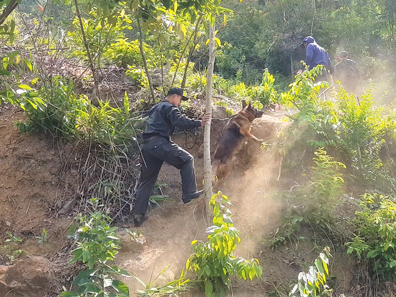 Thông tin chó nghiệp vụ hy sinh khi truy tìm tội phạm nguy hiểm vượt ngục là không chính xác