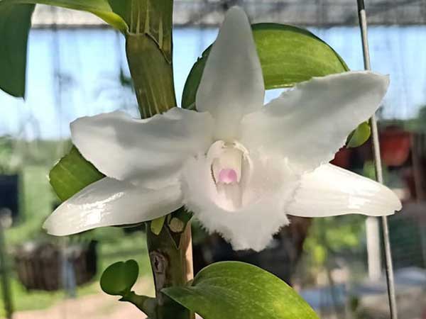 Vườn lan đột biến giá hàng chục tỷ của ông chủ kín tiếng Hà thành