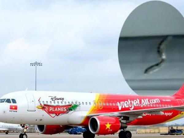 Rắn xuất hiện trên chuyến bay từ TP HCM