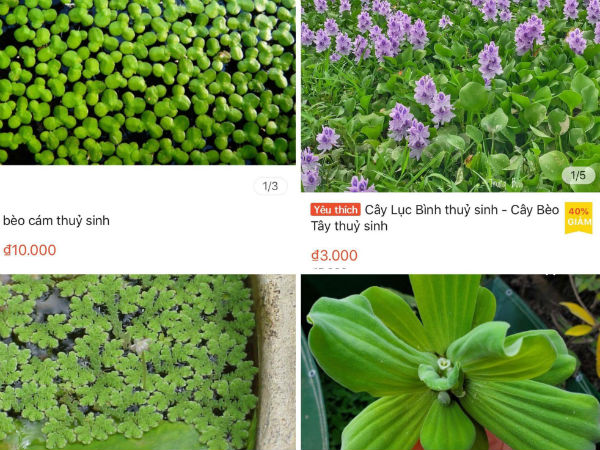 Ở quê bỏ đi lợn cũng không ăn, lên mạng bán 50 ngàn/cây