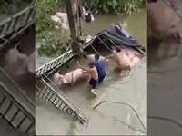 Video: Xe chở lợn lao xuống sông, tài xế đánh vật đưa 40 con lợn lên bờ