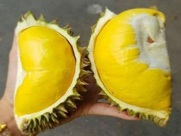 Thực hư sầu riêng Thái Lan nằm gọn trong lòng bàn tay, múi dày siêu ngon 50.000 đồng/quả