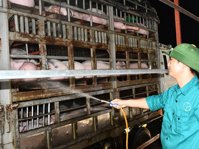 Giá quá rẻ, doanh nghiệp xin nhập gấp 80 vạn con lợn