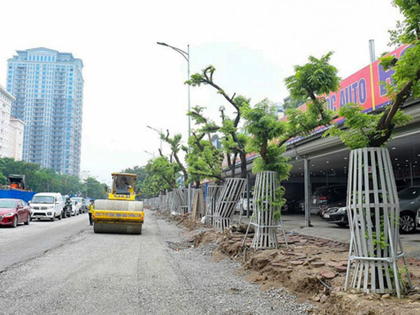 Hàng cây sưa đỏ trên đường Nguyễn Văn Huyên được “mặc áo giáp”, lắp camera theo dõi để chống trộm