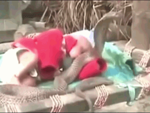 Video: Bé trai vài tháng tuổi nằm ngủ giữa 4 con rắn hổ mang chúa