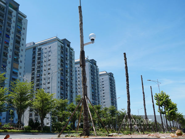 La liệt cây xanh bị cụt ngọn, chết khô trên con đường 'nghìn tỉ'