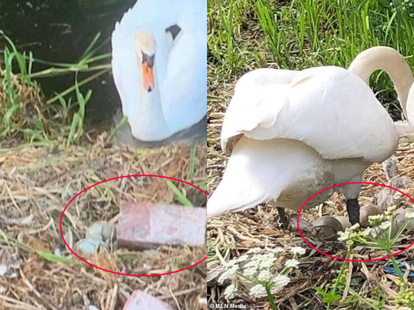Tổ trứng bị nhóm thiếu nhiên ném vỡ nát, chim thiên nga mẹ gục chết ngay bên cạnh vì quá đau lòng