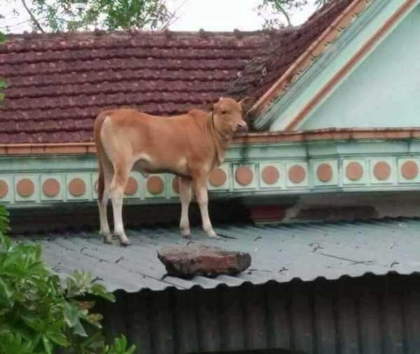Cười ngã ngửa với hình ảnh chú bò lặng người khi 'đi lạc' lên nóc nhà, đúng là 'ngu ngơ như bò đeo nơ'!