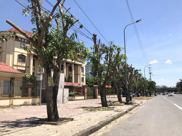 Hàng loạt cây xanh ở thành phố Vinh bị 'cắt trụi' trong nắng nóng đỉnh điểm