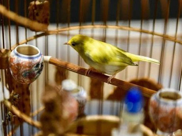 Đàn chim quý tộc trị giá 10 tỷ: Ở điều hòa, có 'bảo mẫu' chăm sóc
