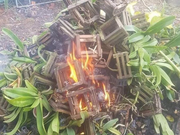 Mua dàn hoa lan vài chục triệu nhưng nói dối vợ, chồng ung dung đến khi nhận bức ảnh 'điếng người'