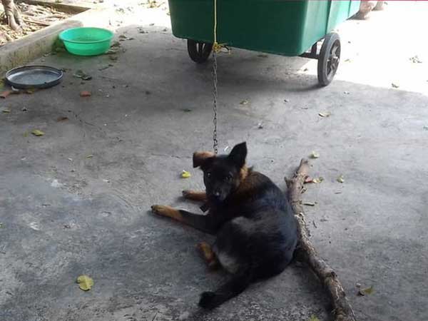 Hy hữu: Chú chó bị 2 gia đình tranh chấp quyền nuôi dưỡng, tăng cân vù vù khi bị 'tạm giữ' tại trụ sở công an