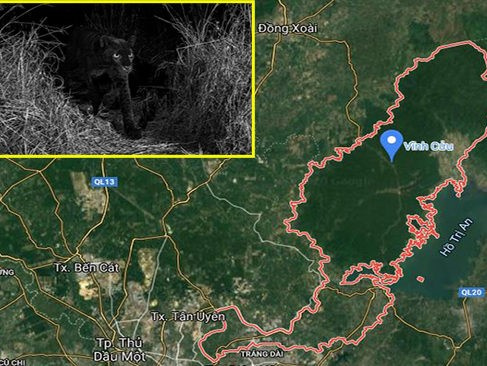 Xôn xao thông tin xuất hiện 2 con báo đen ở Đồng Nai