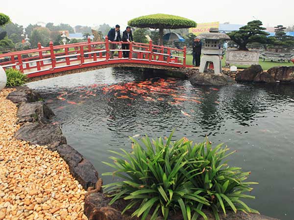 Chơi cây cảnh tiền tỷ chưa đã, đại gia nổi danh Thái Nguyên mua hẳn đá quý làm hồ cá Koi