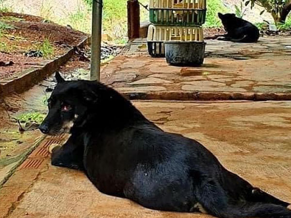 Lùng nhùng nghi vấn 'báo đen' xuất hiện ở Đồng Nai: Bất ngờ từ người báo tin