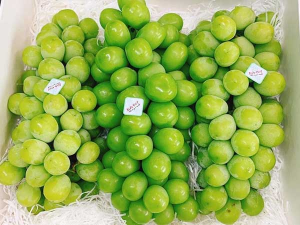 Nho sữa Hàn Quốc 1,2 triệu/kg, mỗi tuần nhập 3 tấn không đủ bán