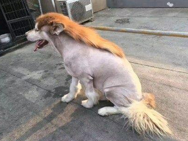 Nhờ bố trông hộ chó cưng, cô gái "khóc thét" khi nhìn thấy bộ dạng mới của nó, dân mạng phì cười trêu chọc: "Chắc bác trai thích nuôi một chú lừa"
