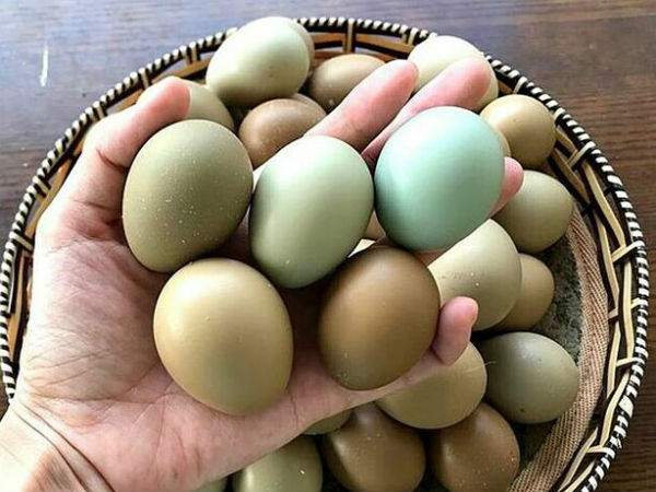 Trứng chim trĩ giá gấp 5 lần gà ta vẫn hút khách