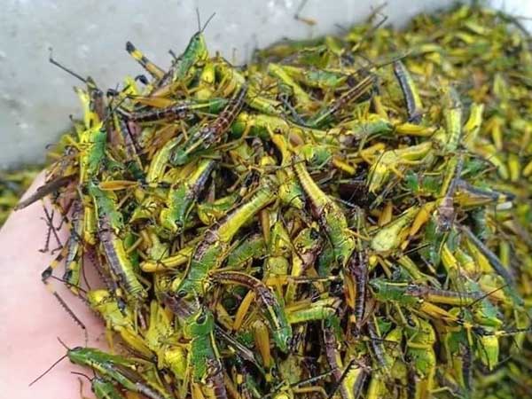 Châu chấu trứng 150 nghìn/kg, muốn ăn phải đăng ký chờ ưu tiên