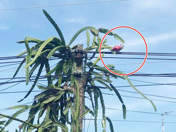 Trồng phải cây thanh long 'kiêu kỳ' chỉ đậu có một quả ở vị trí hiểm hóc, chủ nhà đành đứng nhìn ngậm ngùi từ phía xa
