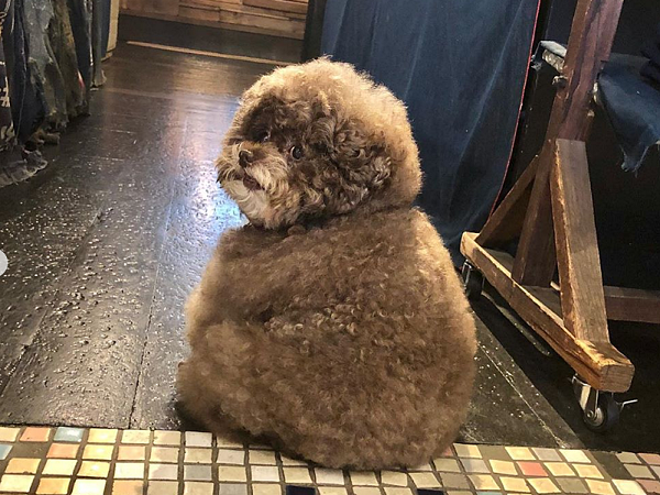 Dân mạng cười rần rần với cô chó Poodle mũm mĩm có dáng ngồi 'dỗi hờn cả thế giới', ngờ đâu đó lại là 'đại tiểu thư' vạn người mê, tự đóng quảng cáo kiếm tiền cực xịn
