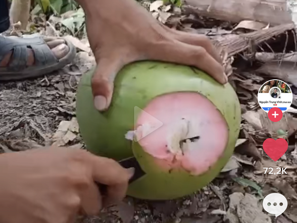 Trái dừa màu hồng kỳ lạ đang khiến dân mạng bàn tán xôn xao trên TikTok: Là thật hay lại chiêu trò 'câu view'?