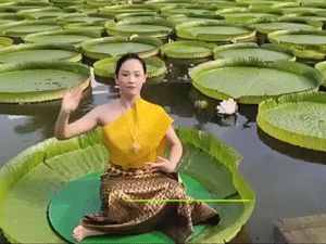 Video: Người 70kg ngồi trên lá hoa súng không chìm