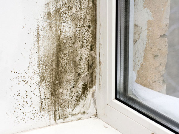 Loại sinh vật nhà nào cũng có và được WHO xếp vào nhóm gây ung thư số 1, độc gấp 68 lần asen
