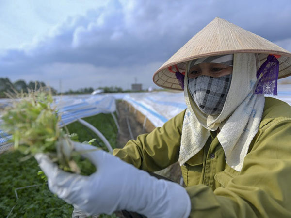 Người dân dùng nguồn nước chuyển màu, sủi bọt để tưới rau: 'Chúng tôi không còn sự lựa chọn nào khác'